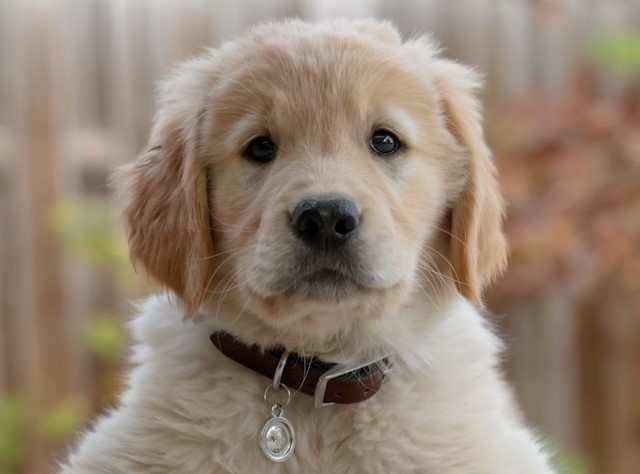les-5-chiens-les-plus-affectueux