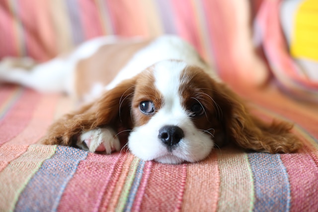 les-5-chiens-les-plus-affectueux