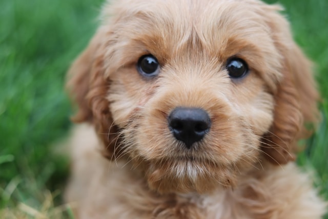 les-5-chiens-les-plus-affectueux