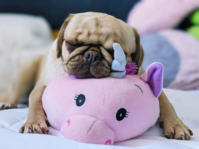 les-5-chiens-les-plus-affectueux