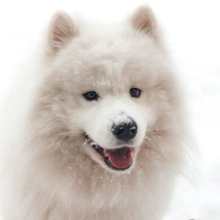 les-5-chiens-les-plus-affectueux