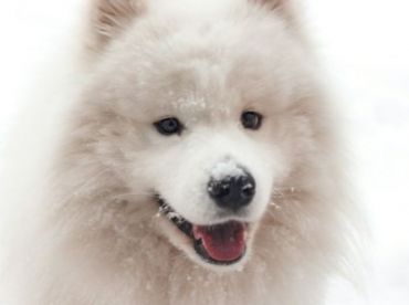 les-5-chiens-les-plus-affectueux