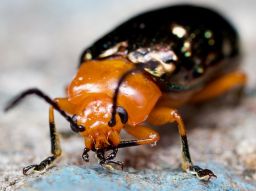 5-insectes-que-vous-trouvez-dans-la-maison